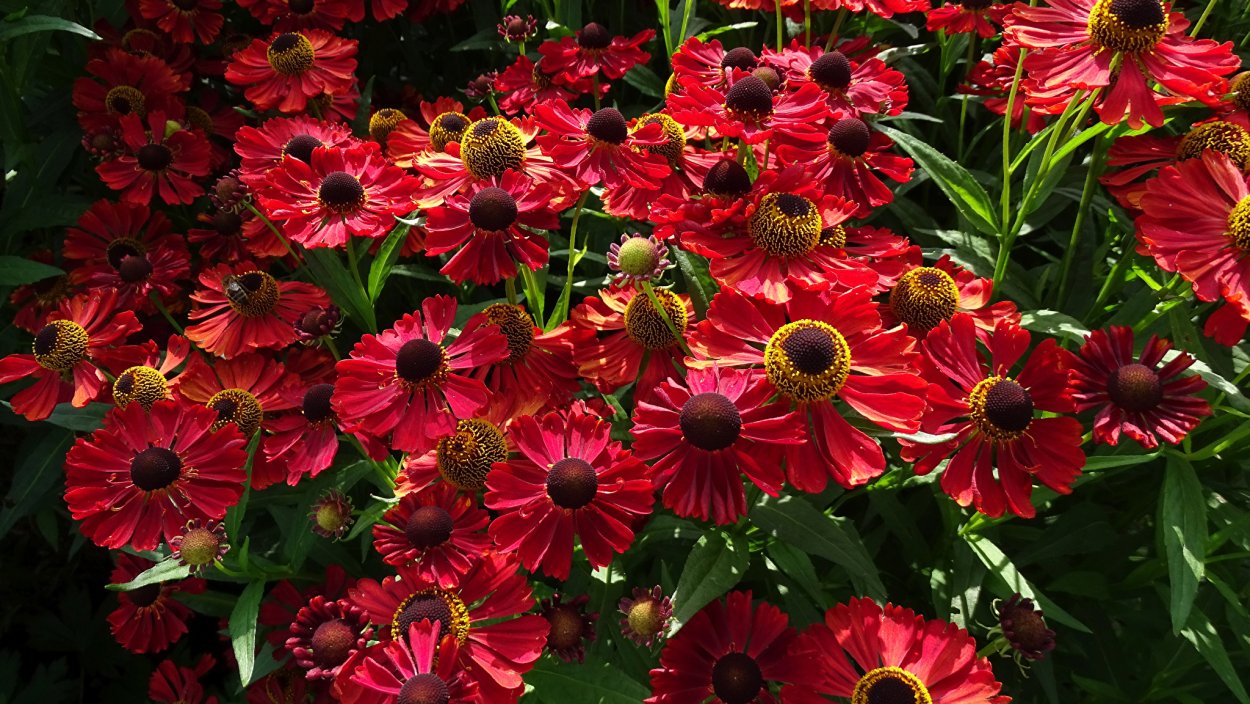 Гелениум осенний Helenium autumnale