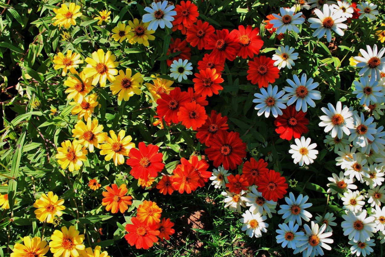 Цветок с множеством лепестков