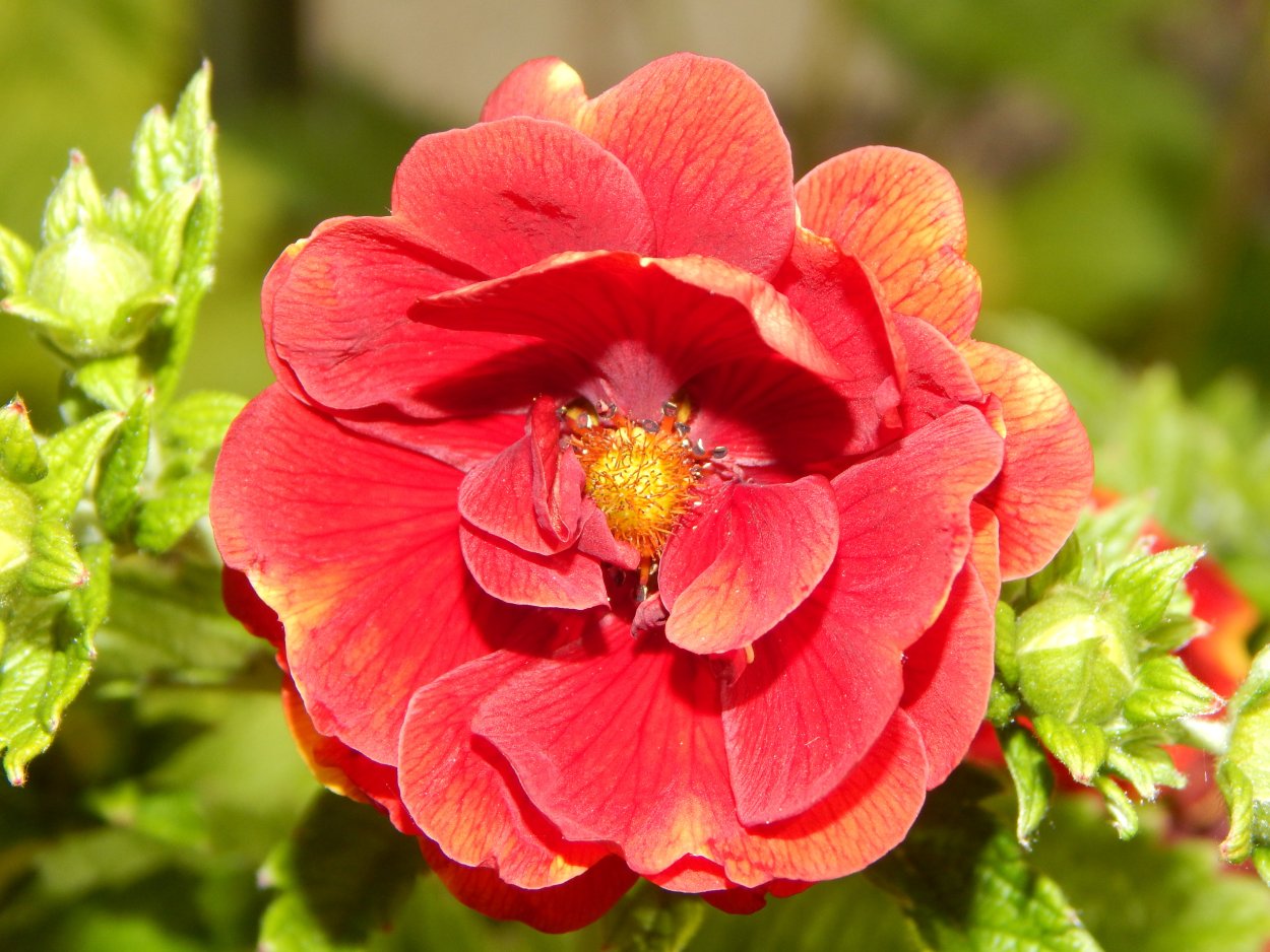 Петуния Каскадиас Чили