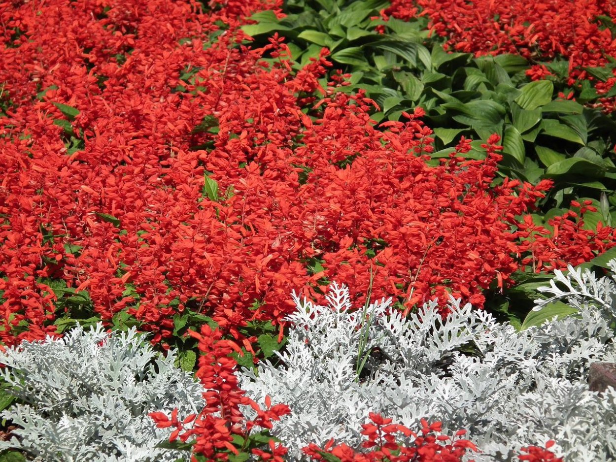 Маргаритка Хабанера ред