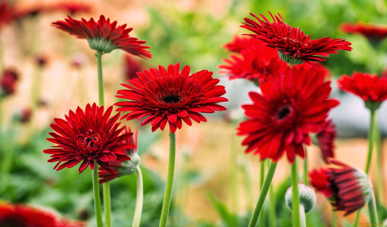 11 Красных гербер