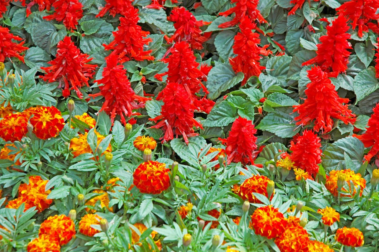 Почвопокровные оранжевые однолетники