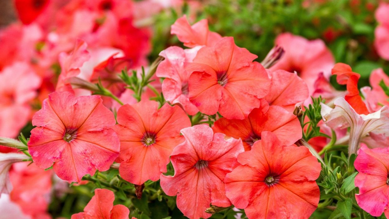 Петуния гибридная