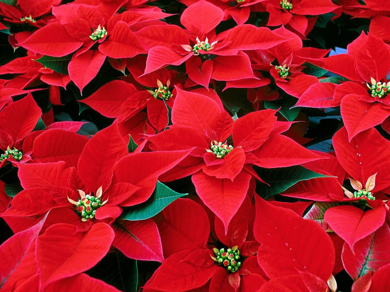 Молочай - пуансеттия (Рождественская звезда)