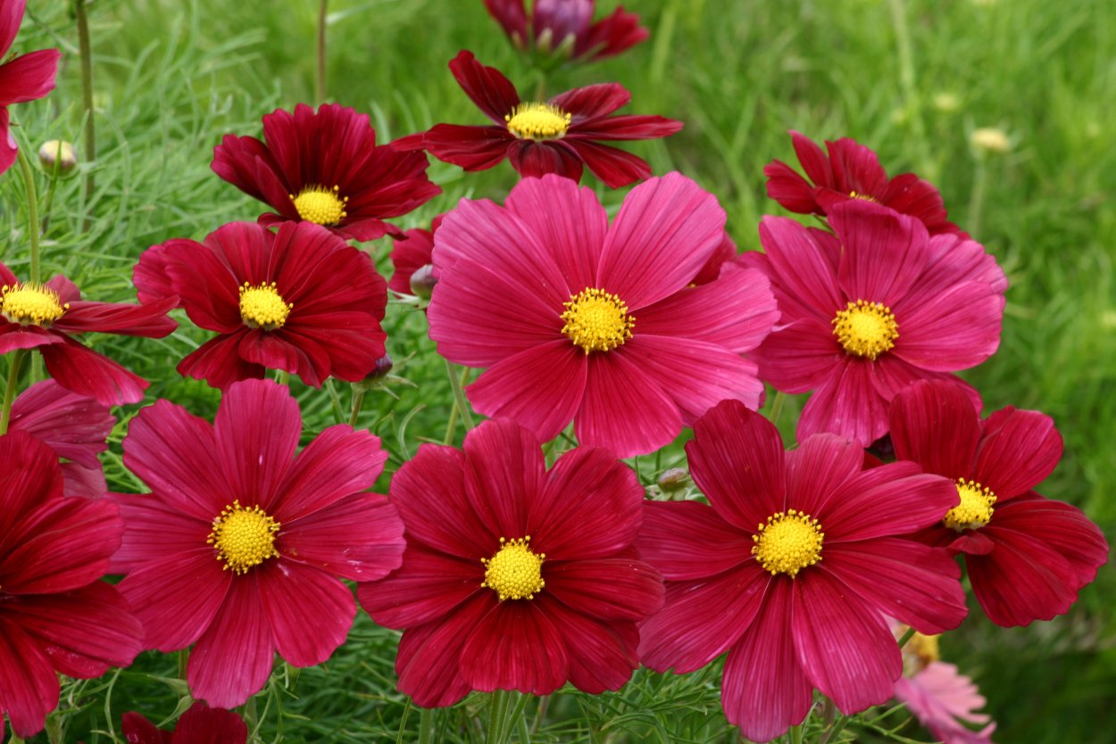 Космея дваждыперистая