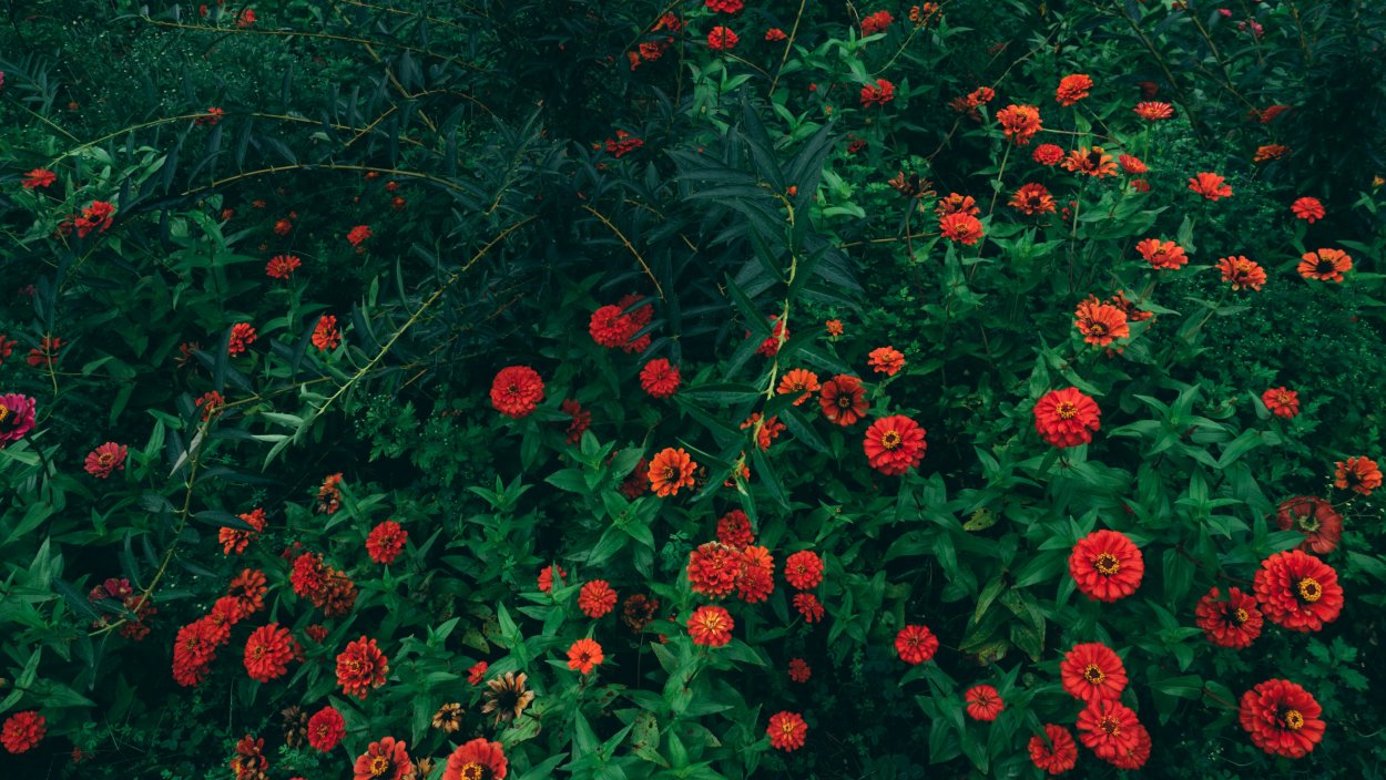 Пиретрум Парадиз многолетник