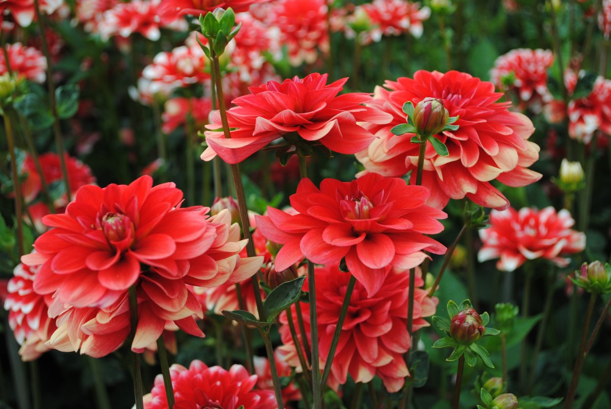 Георгина Пикколо