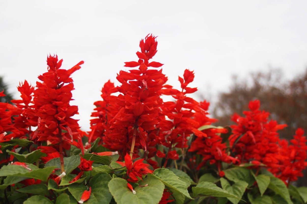 Георгины однолетние низкорослые