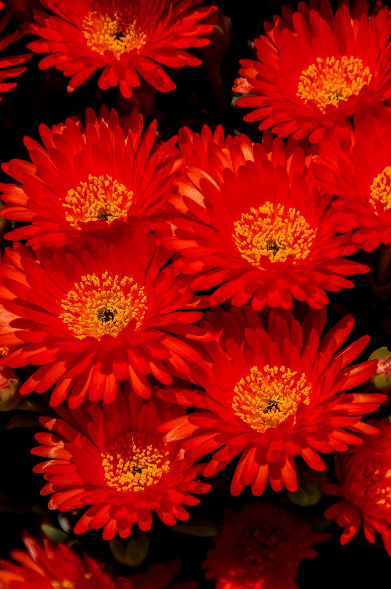 Сальвия Скарлет