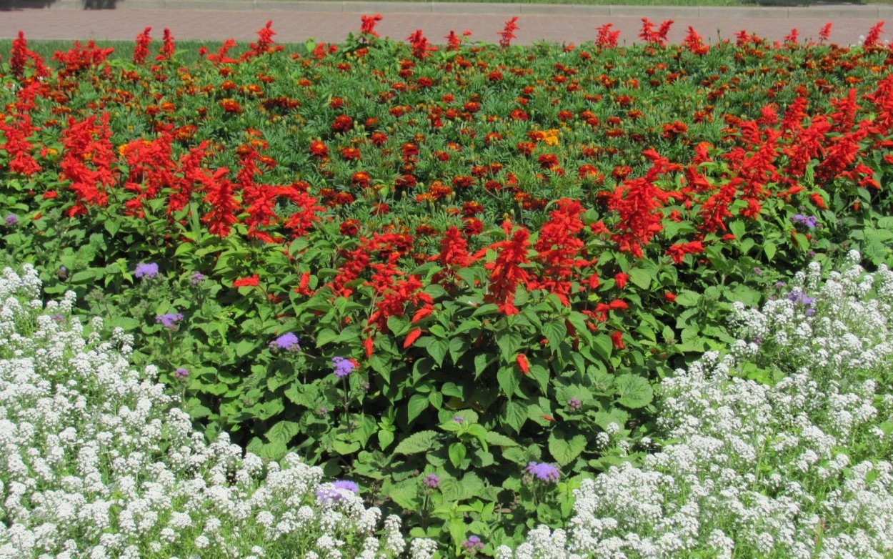 Хризантемы красные оранж