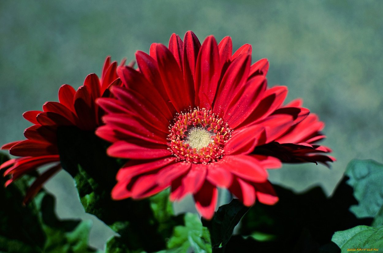 Бегония вечноцветущая краснолистная