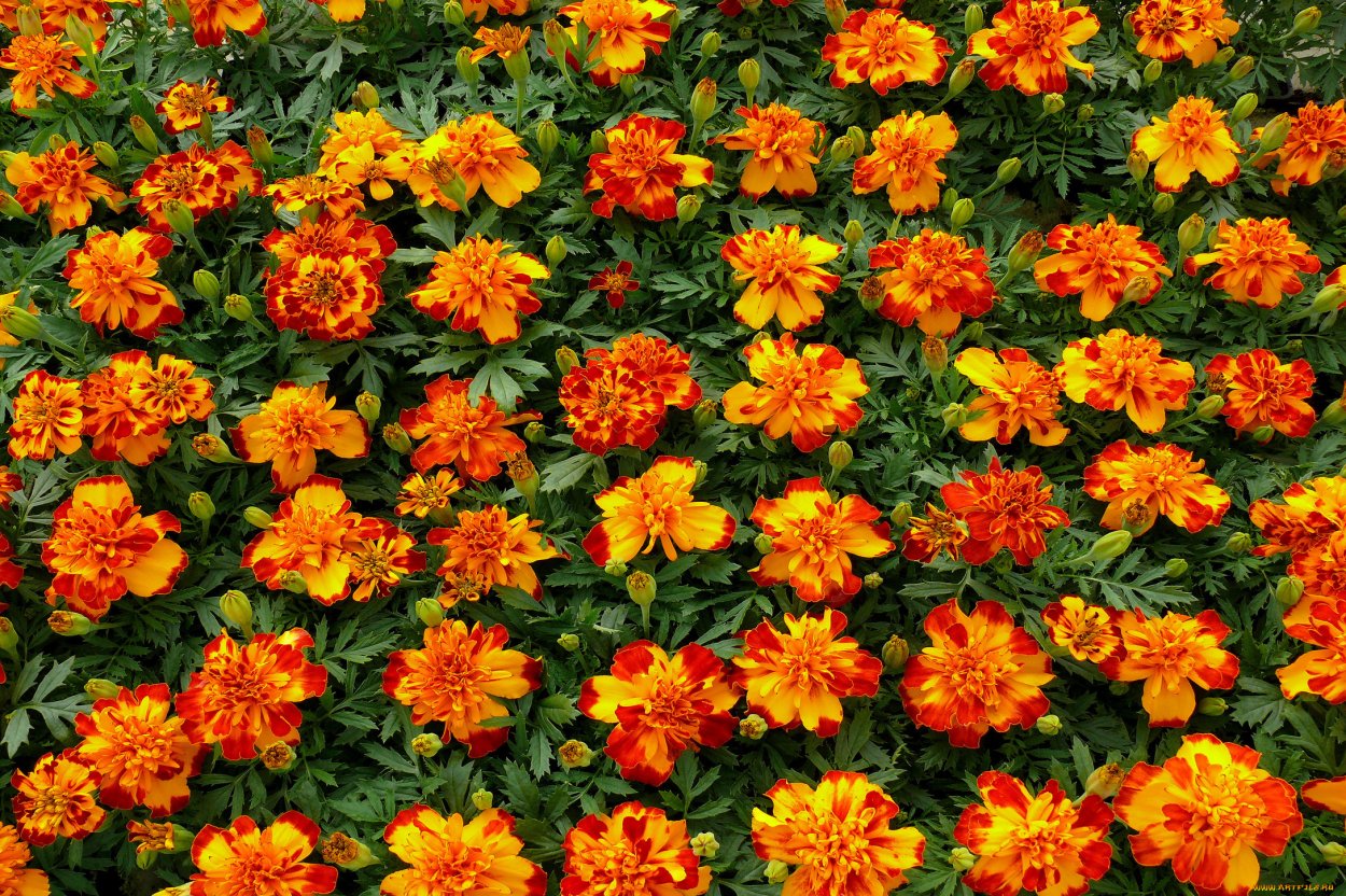 Остеоспермум Санни Вайт