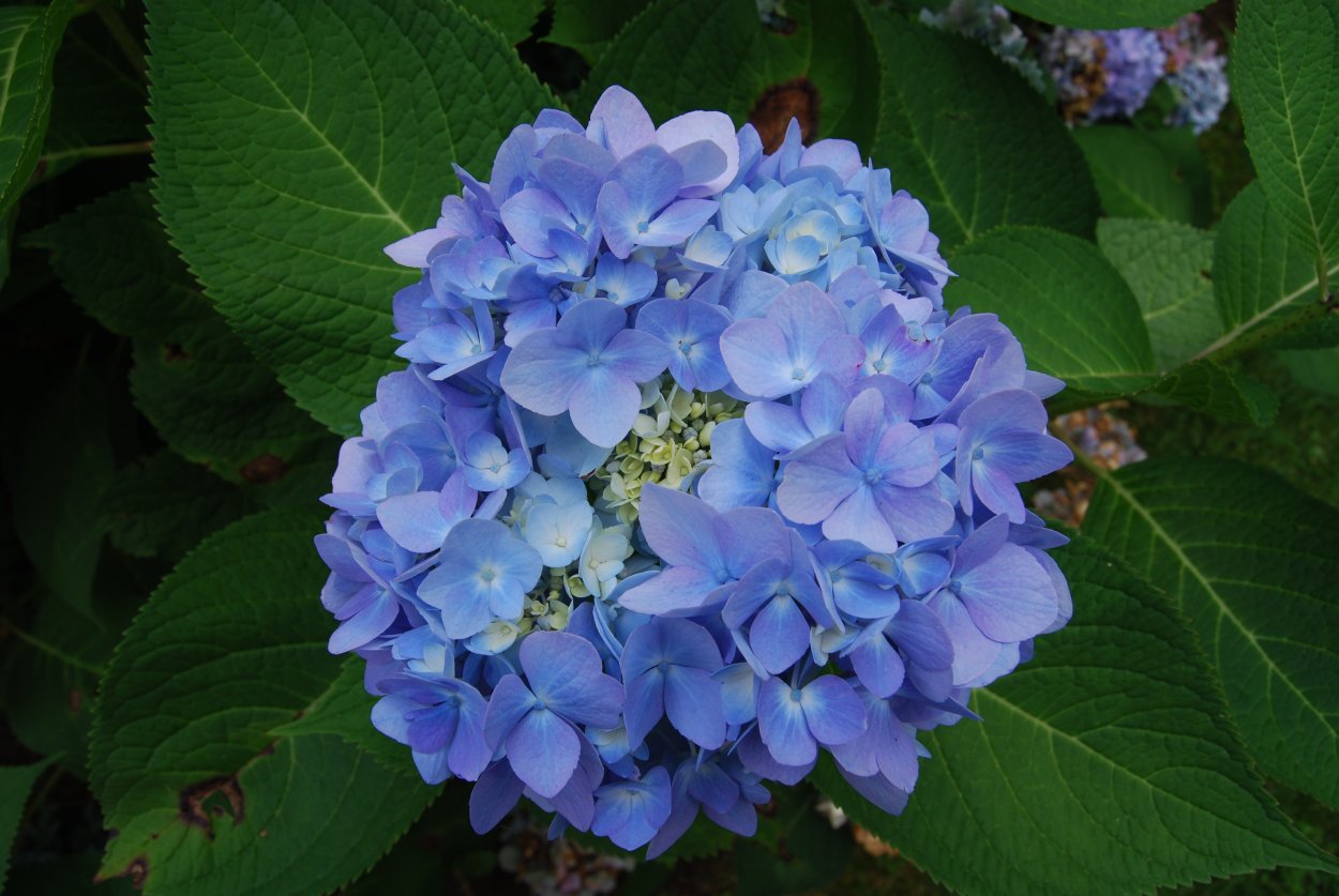 Гортензия крупнолистная