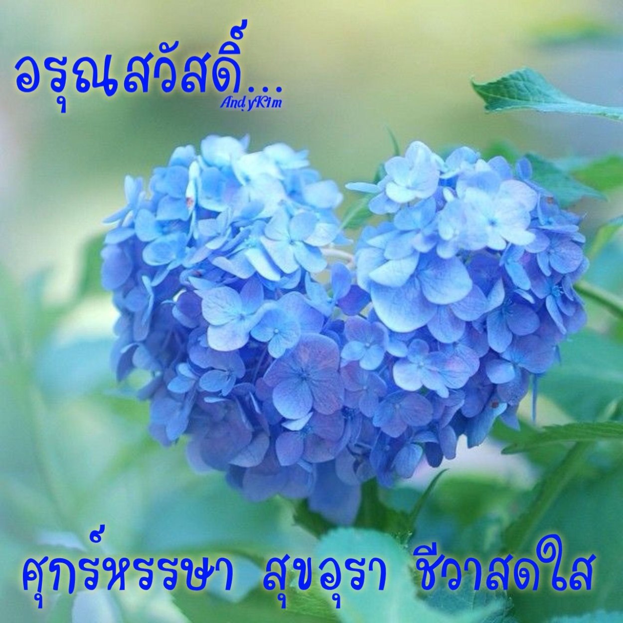 Гортензия соцветие