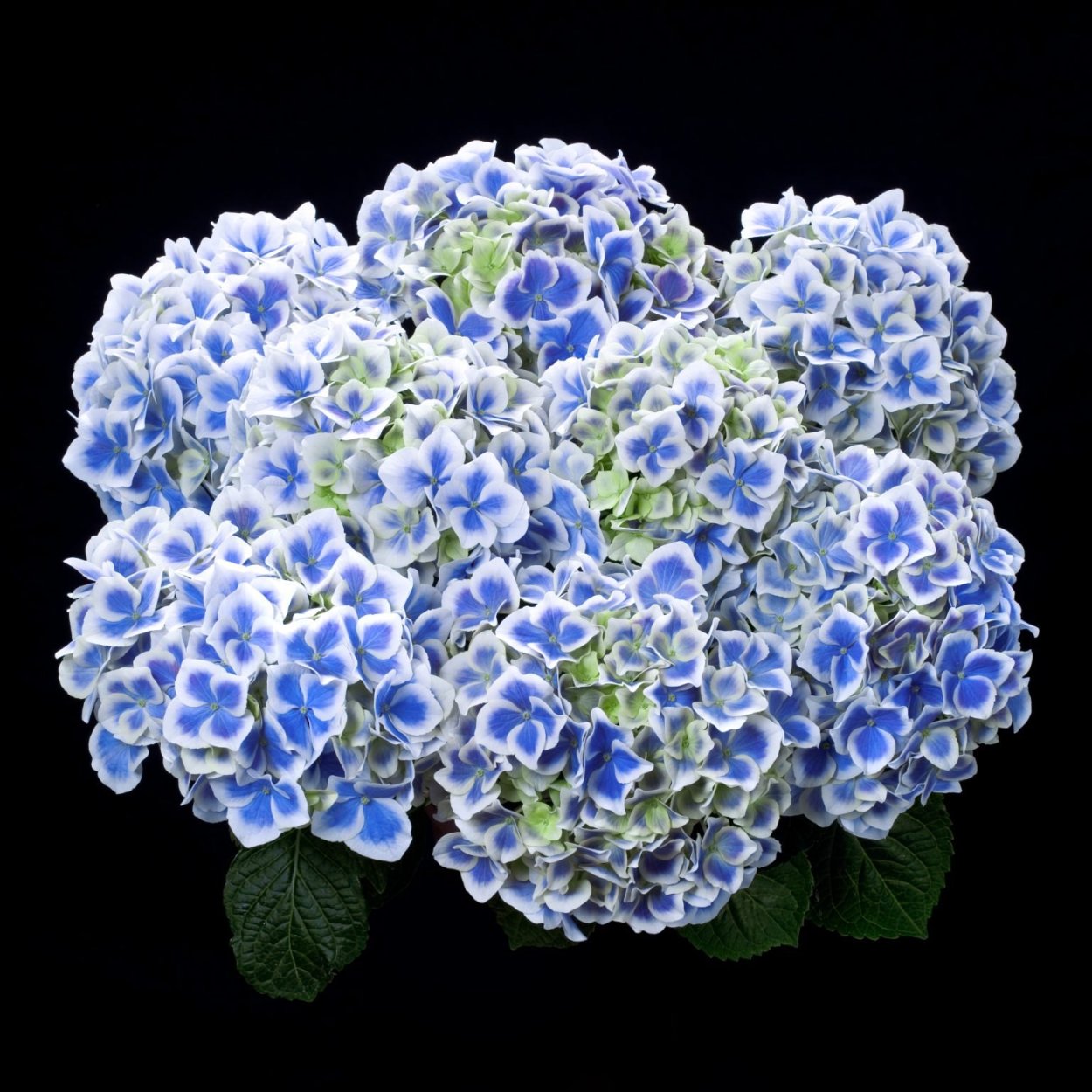 Гортензия крупнолистная Кенди