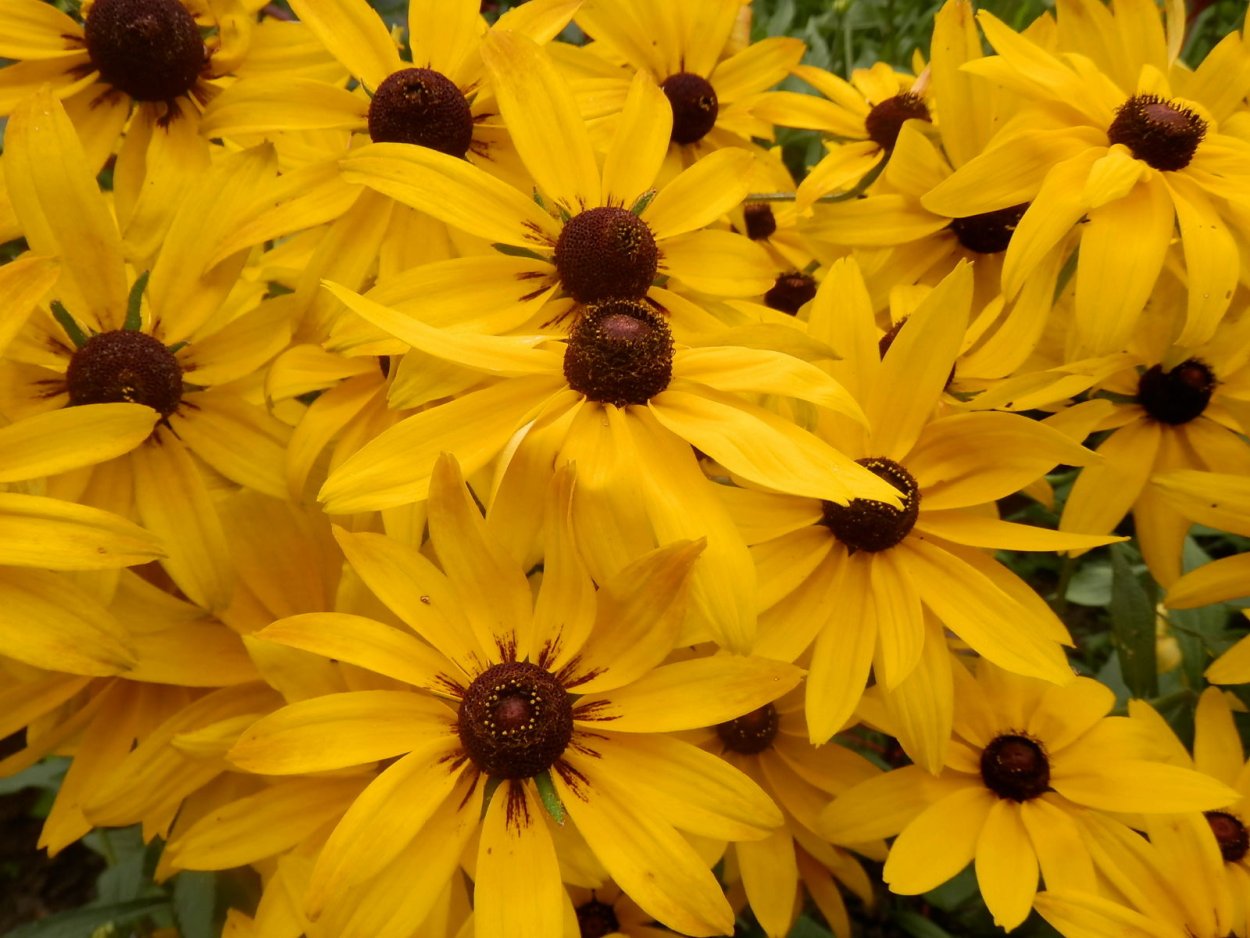 Рудбекия Золотая махровая