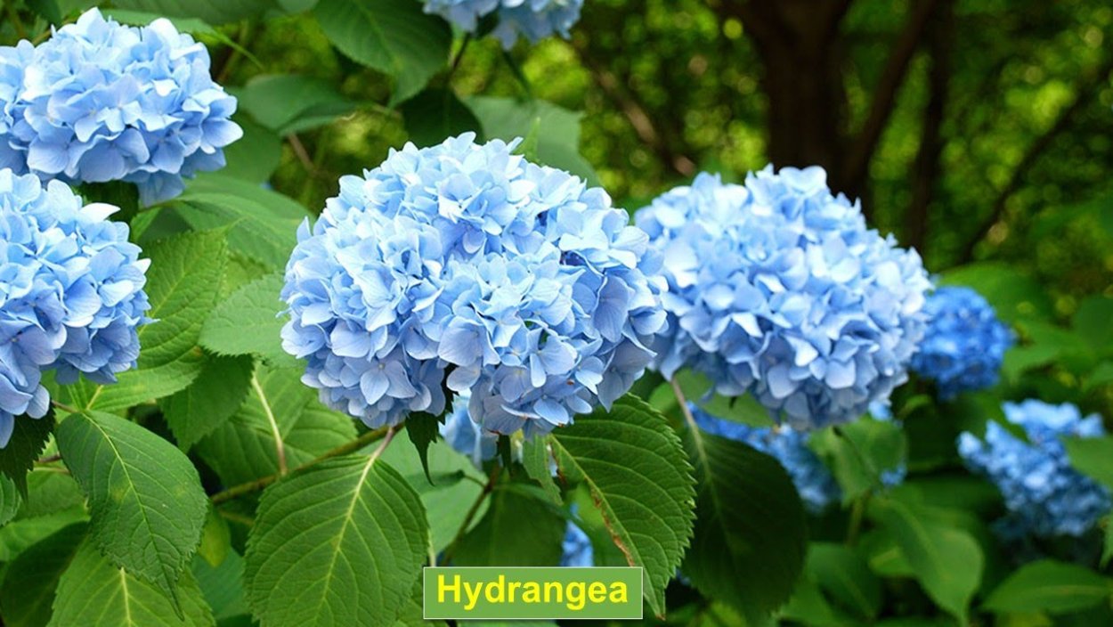 Гортензия Белла Блю