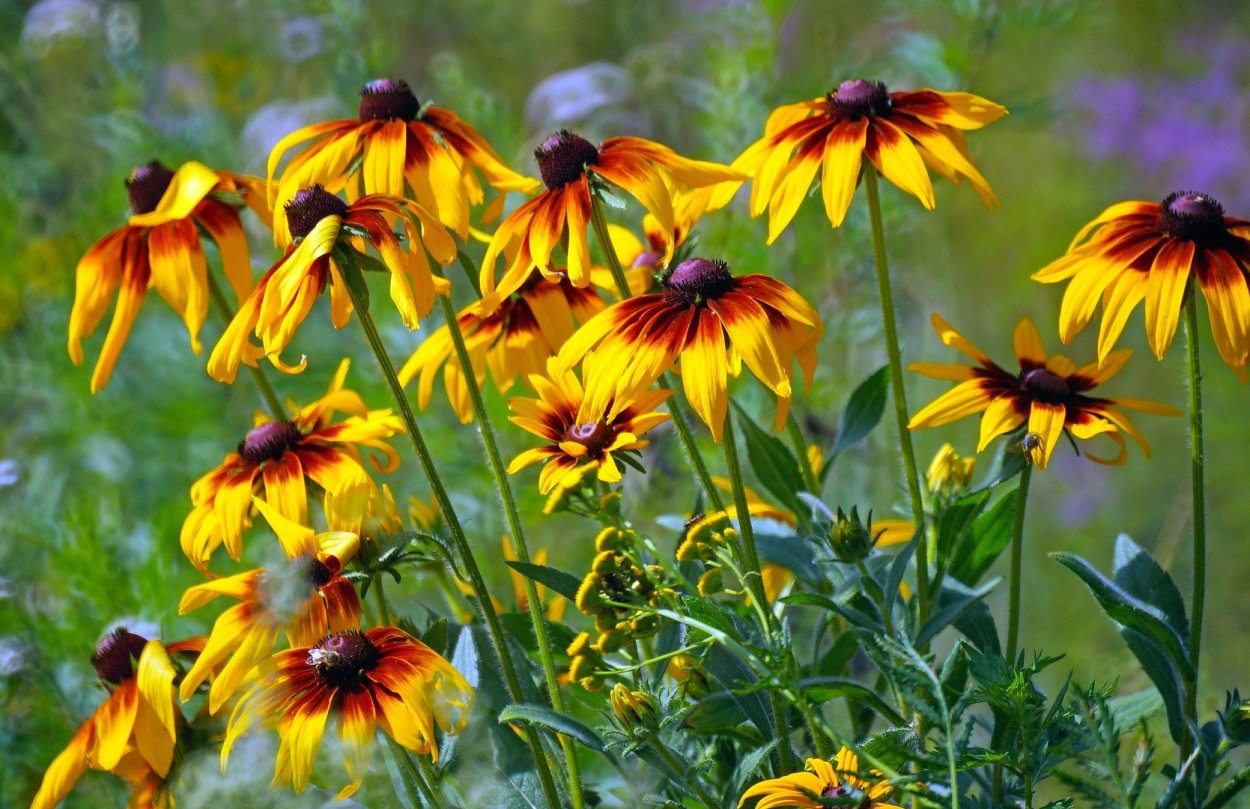 Рудбекия обыкновенная