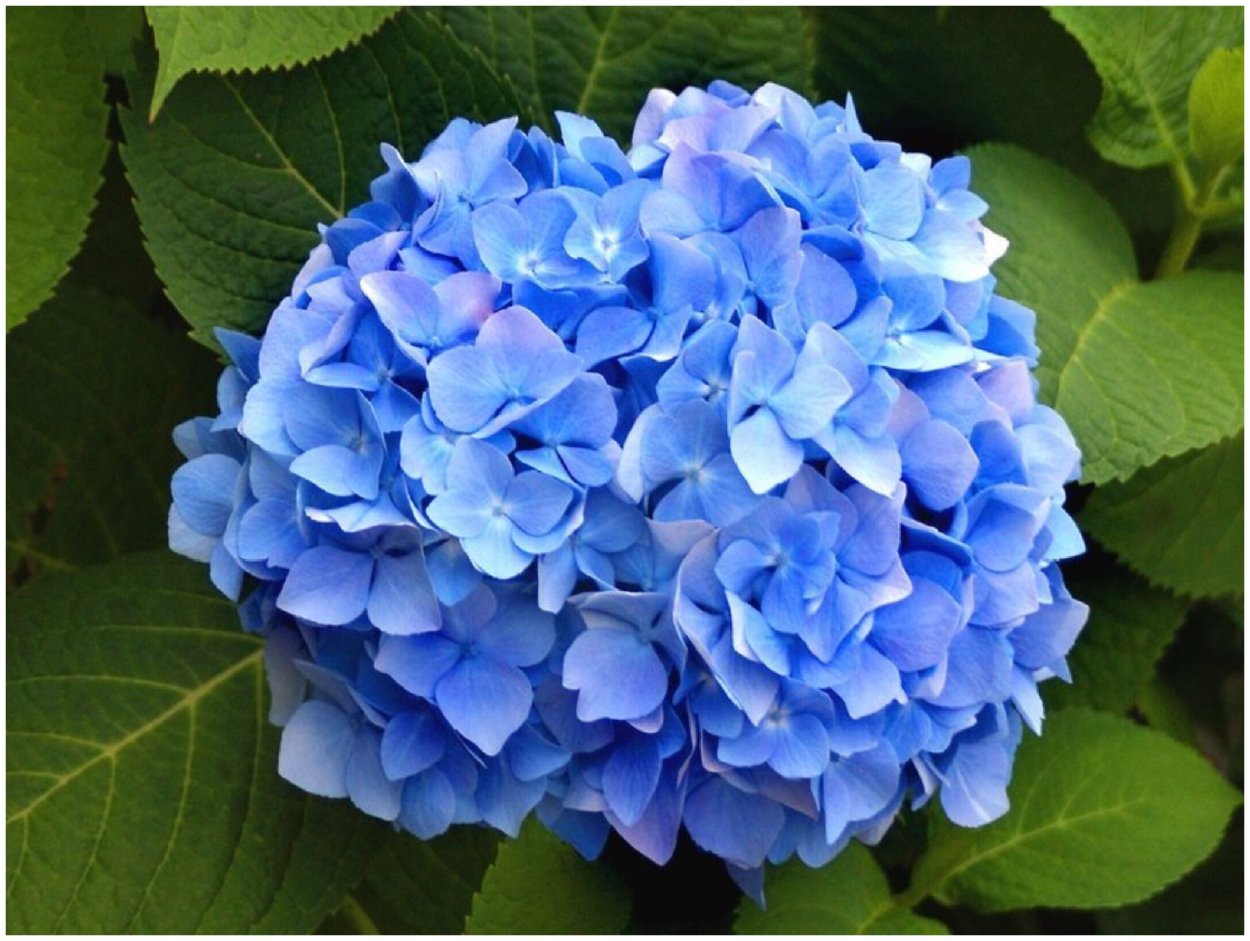 Гортензия Лайт Блю