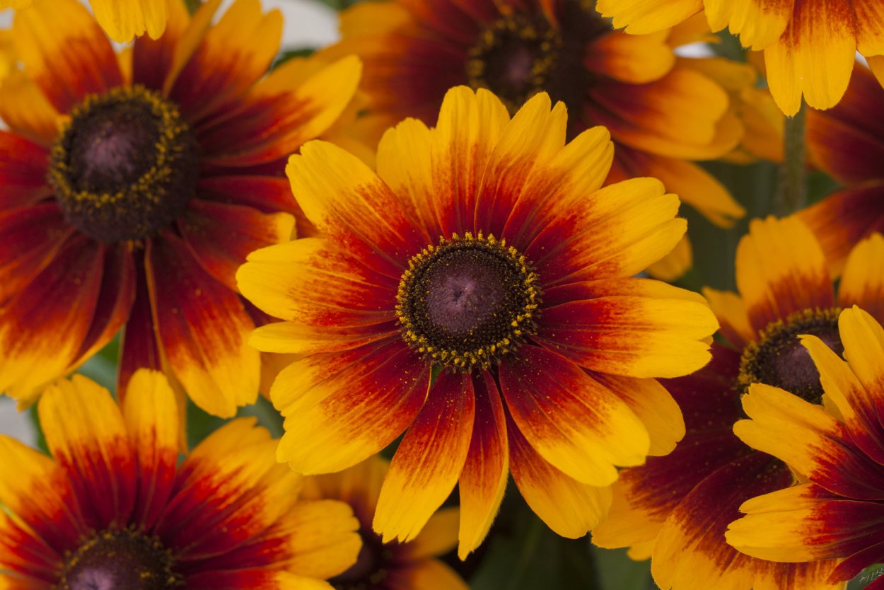 Гелениум многолетний гайлардия