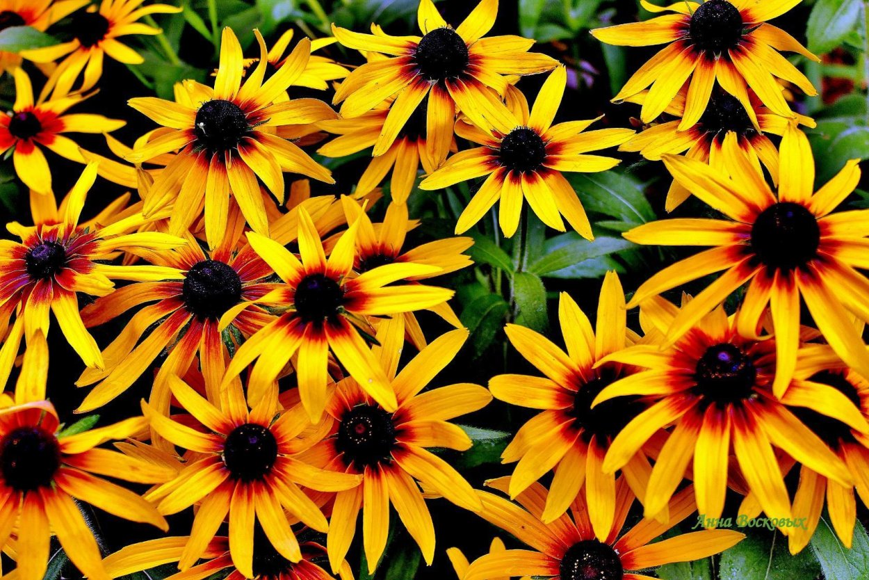 Рудбекия Хербстонн