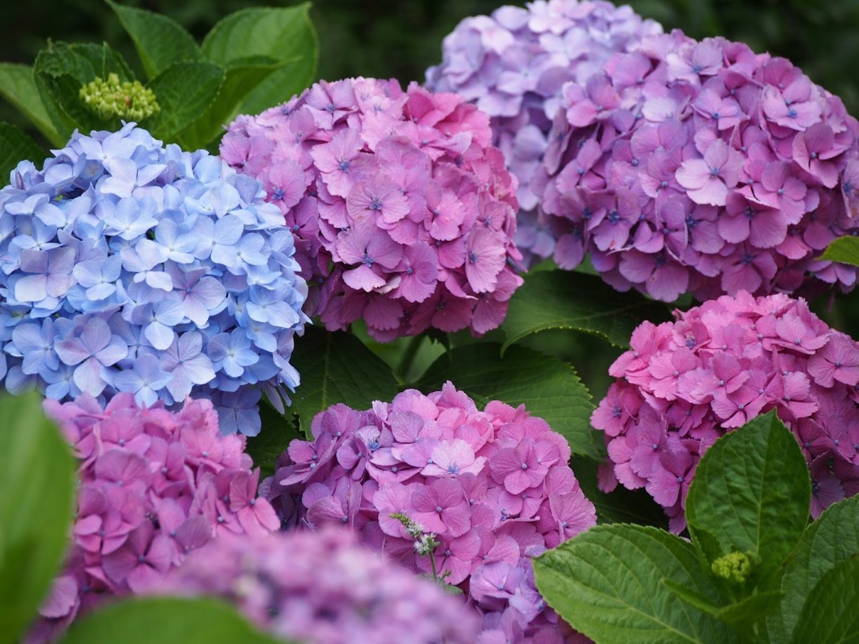 Голубая гортензия