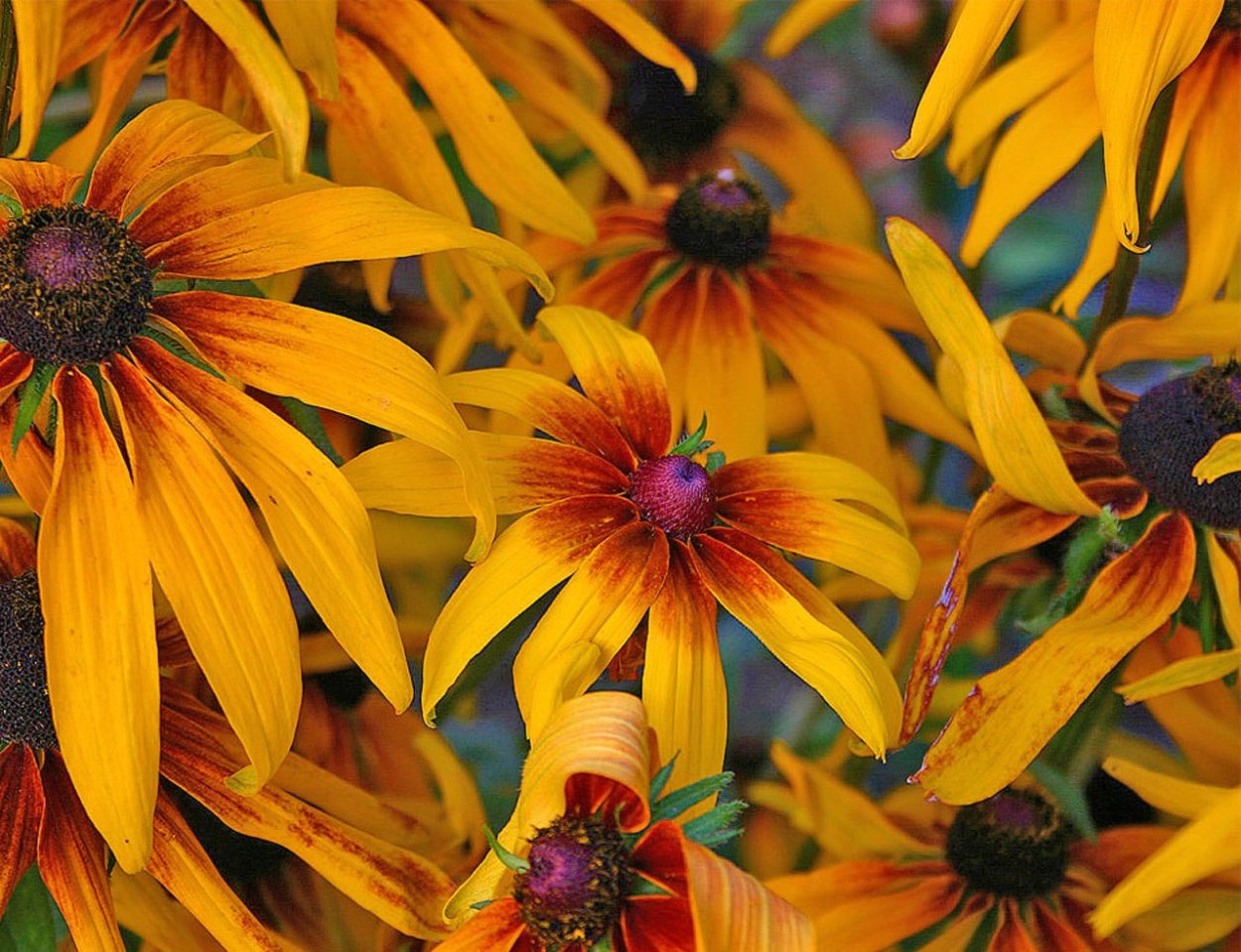 Рудбекия волосистая Аутумн Форестер