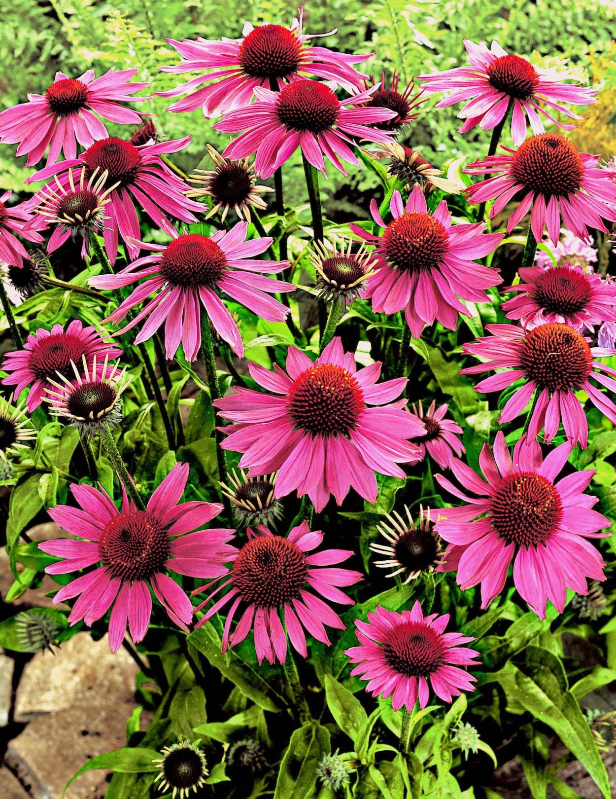 Эхинацея пурпурная (рудбекия пурпурная)