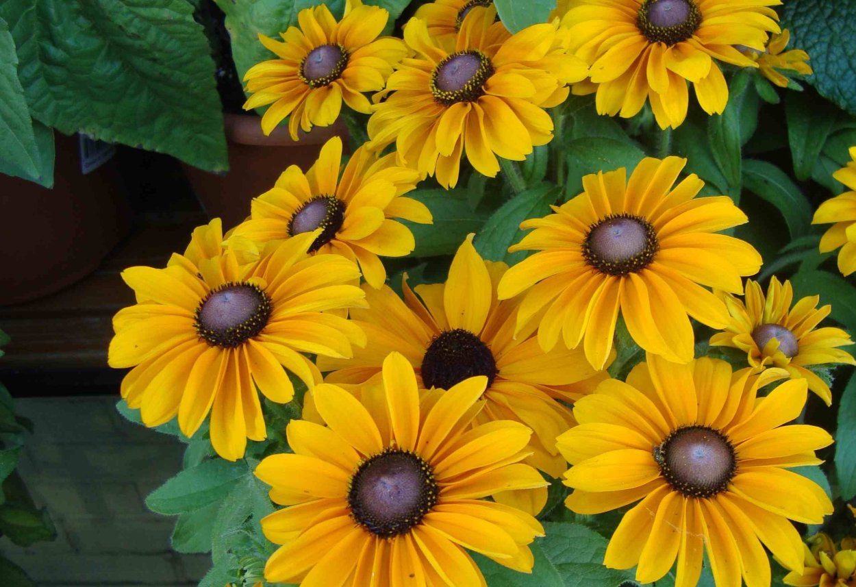 Рудбекия волосистая корона