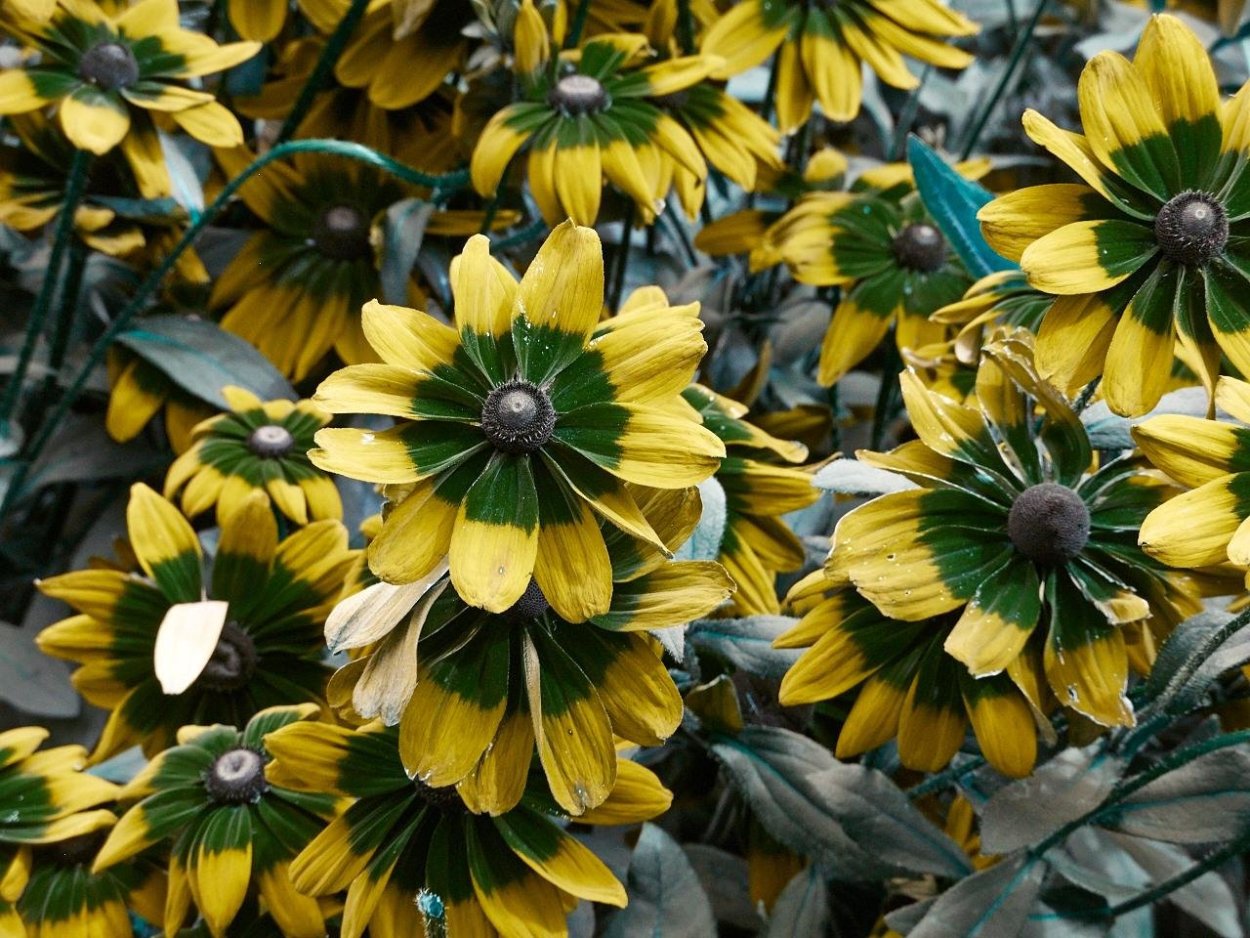 Рудбекия d12