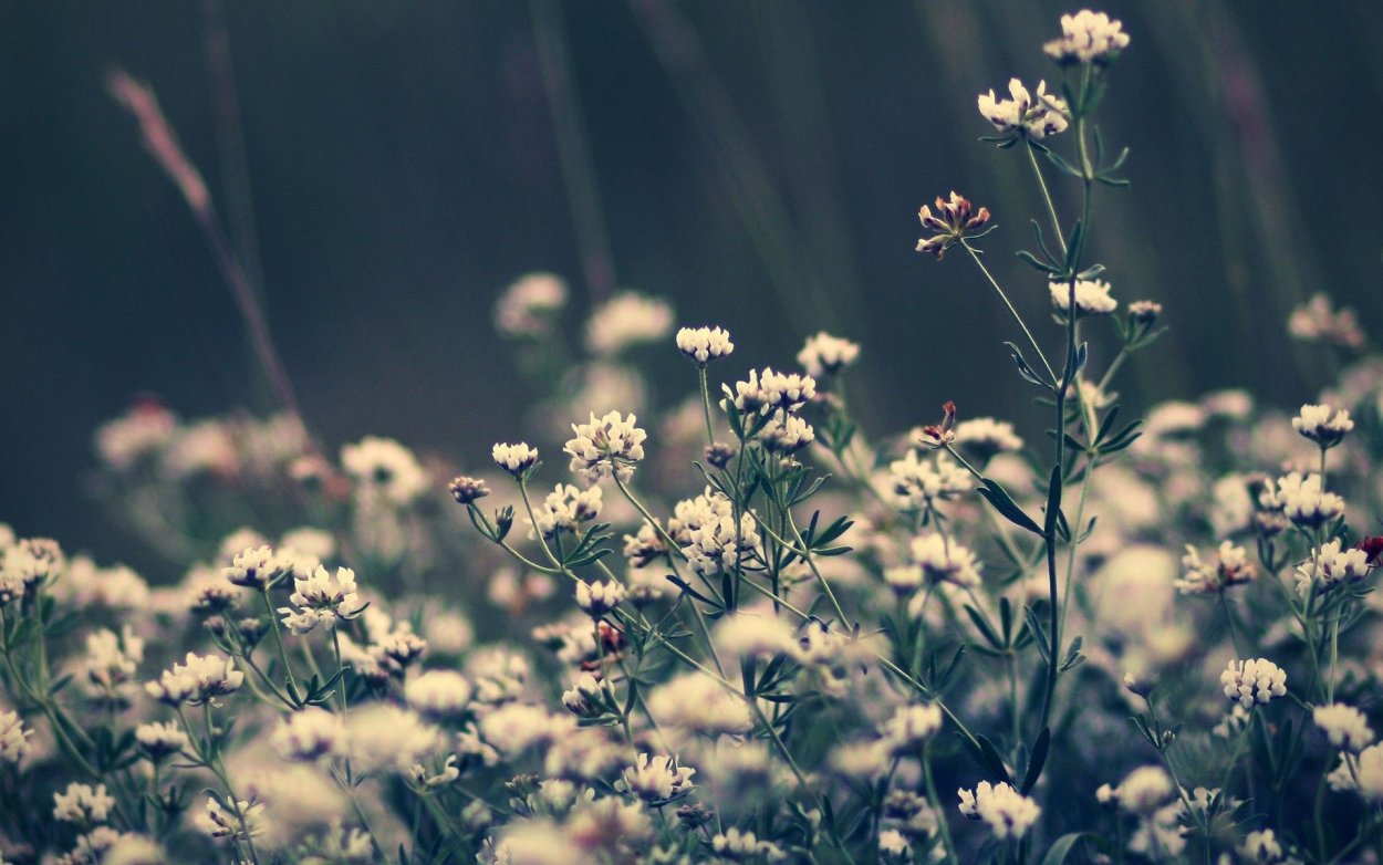 Гипсофила белая