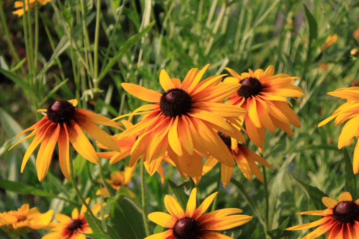 Рудбекия Хербстонн