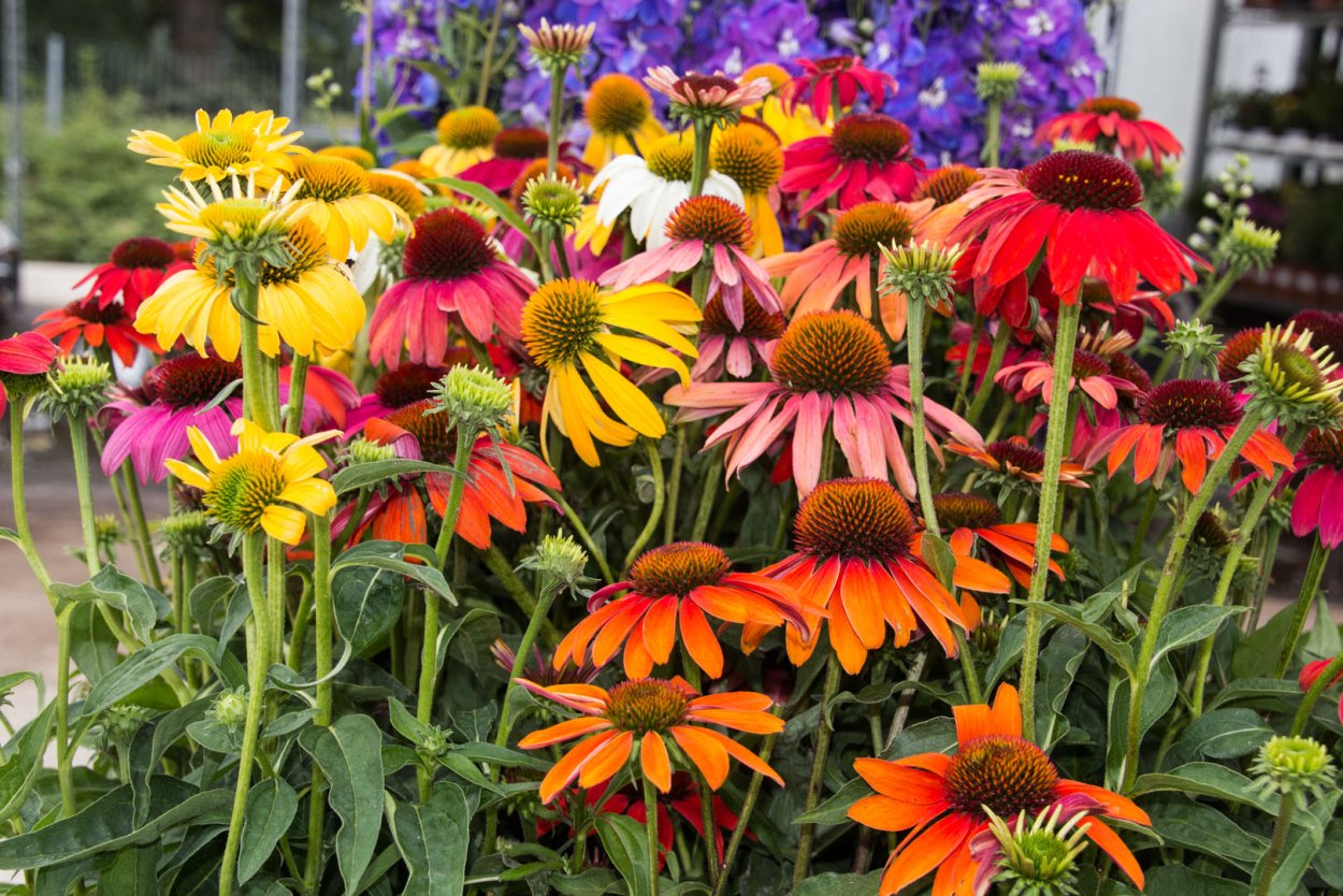 Эхинацея рудбекия пурпурная