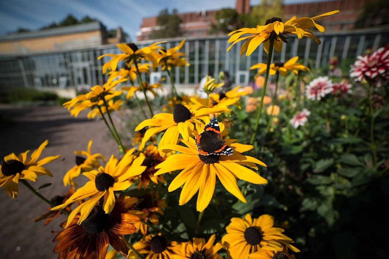 Рудбекия янтарь