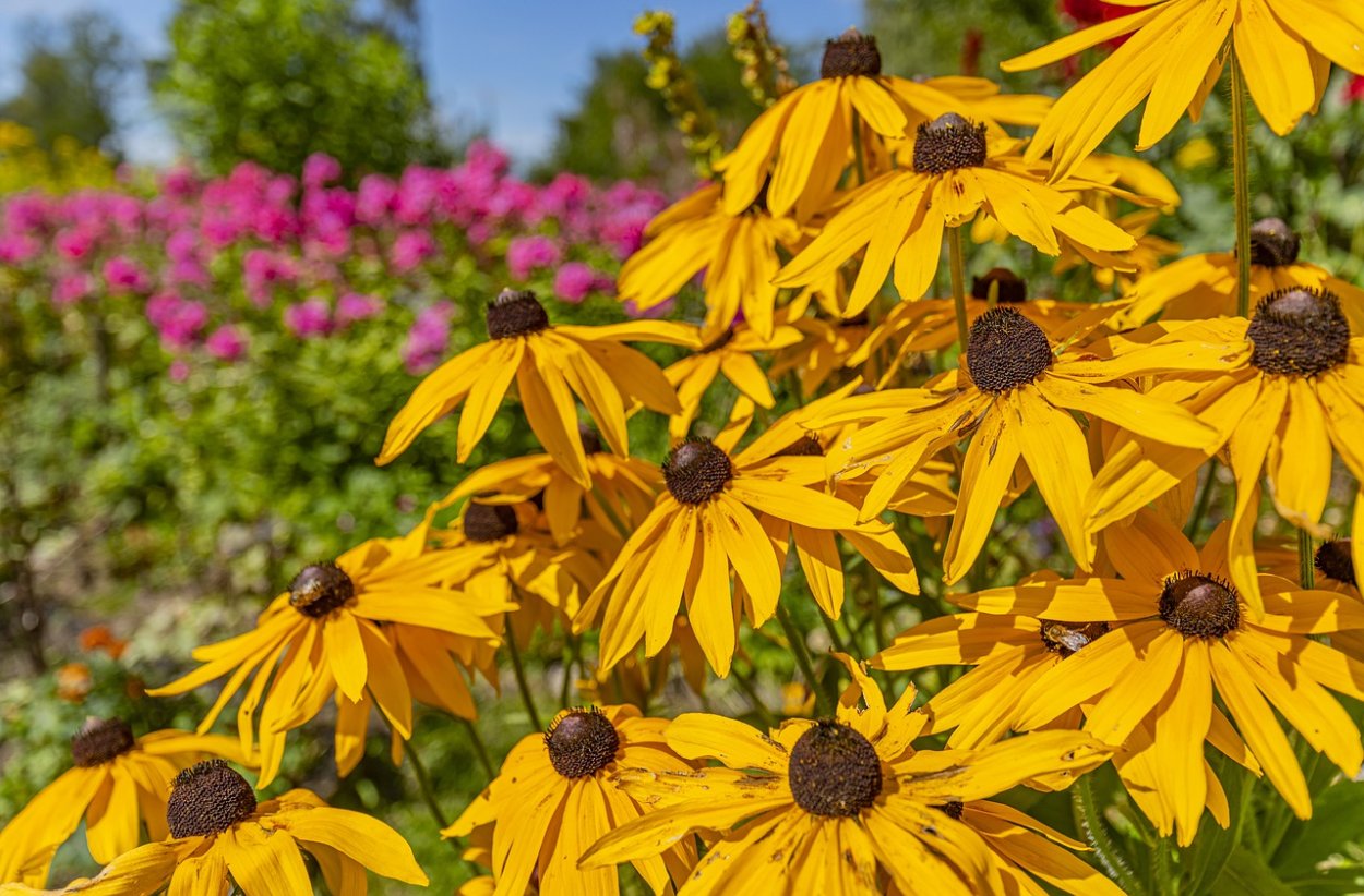 Рудбекия белый лебедь, 30 шт.