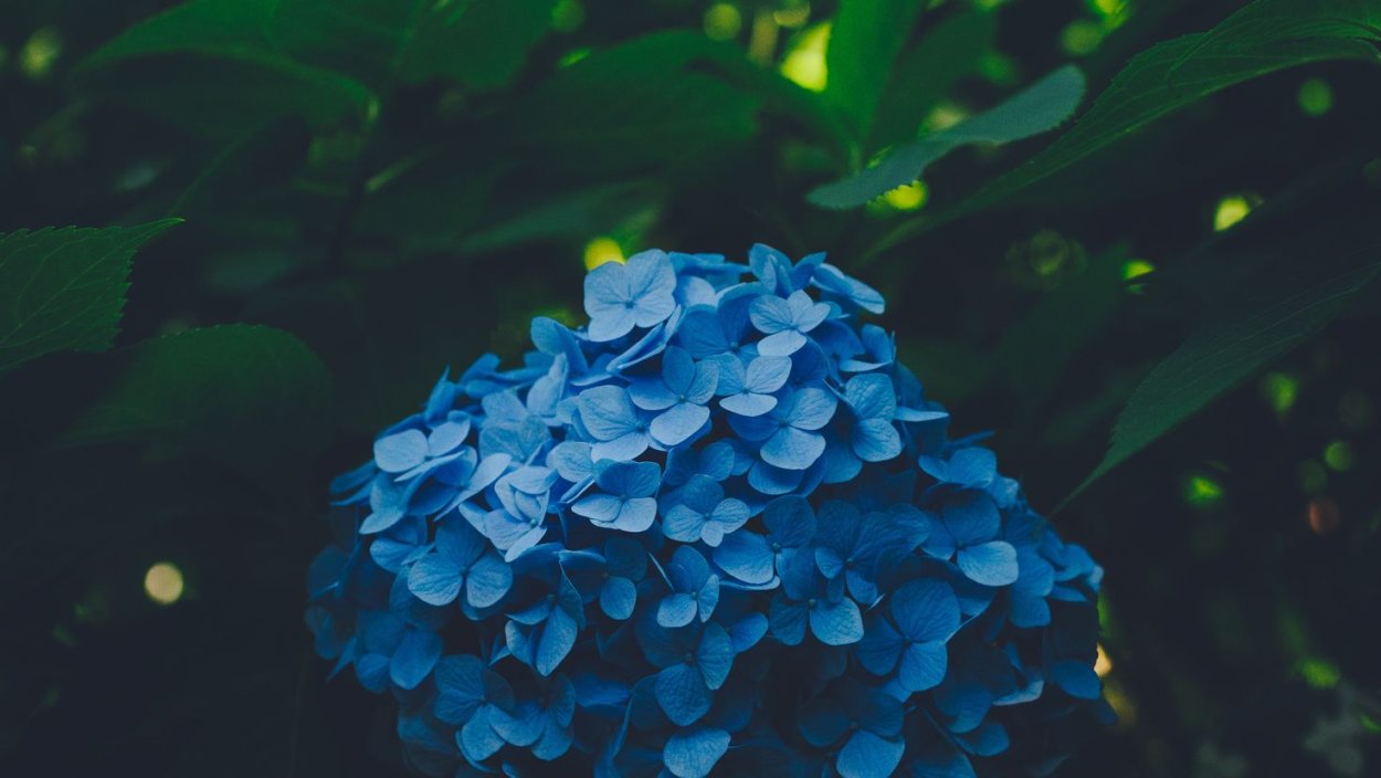 Гортензия Эстетика