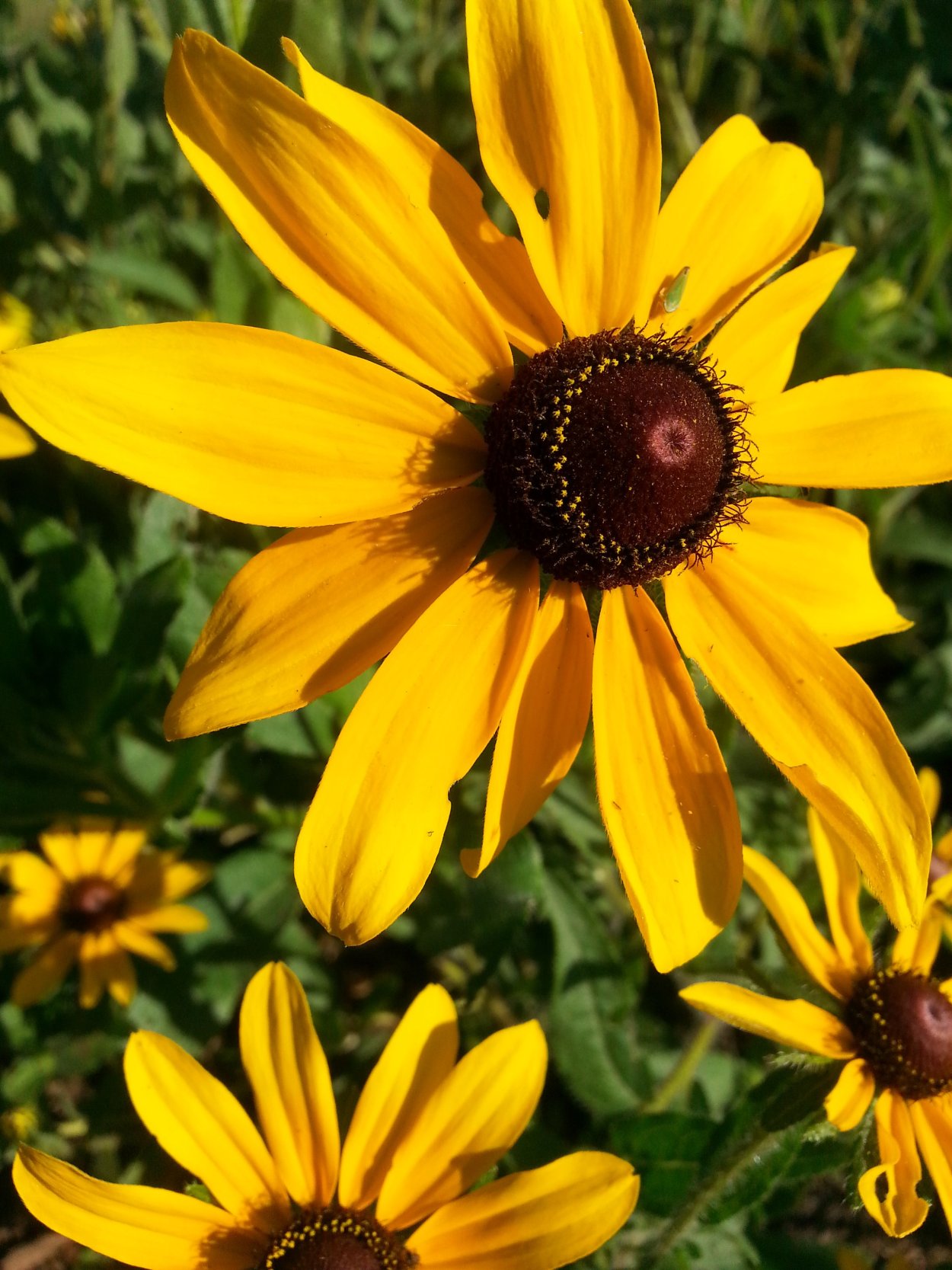 Рудбекия волосистая