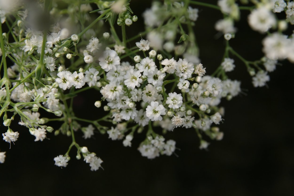 Гипсофила Baby's Breath