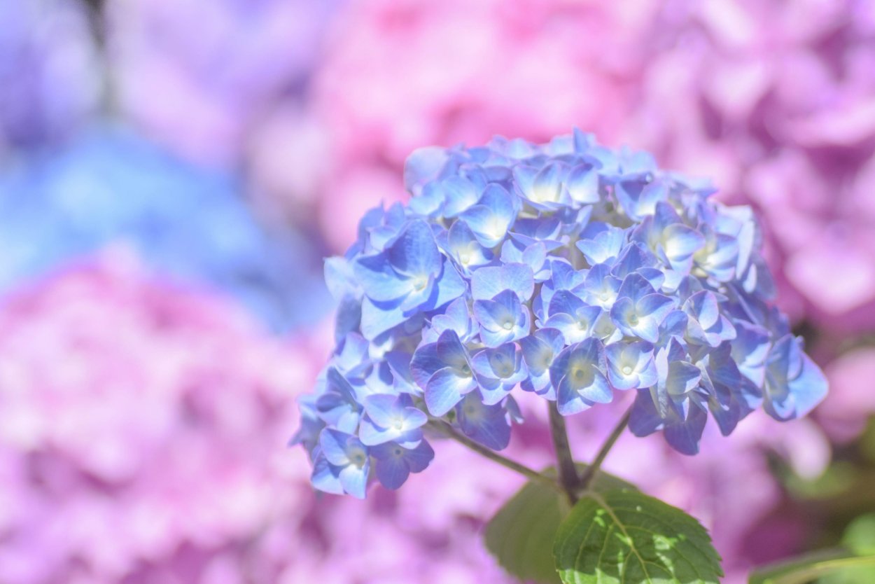 Романс Блю гортензия крупнолистная