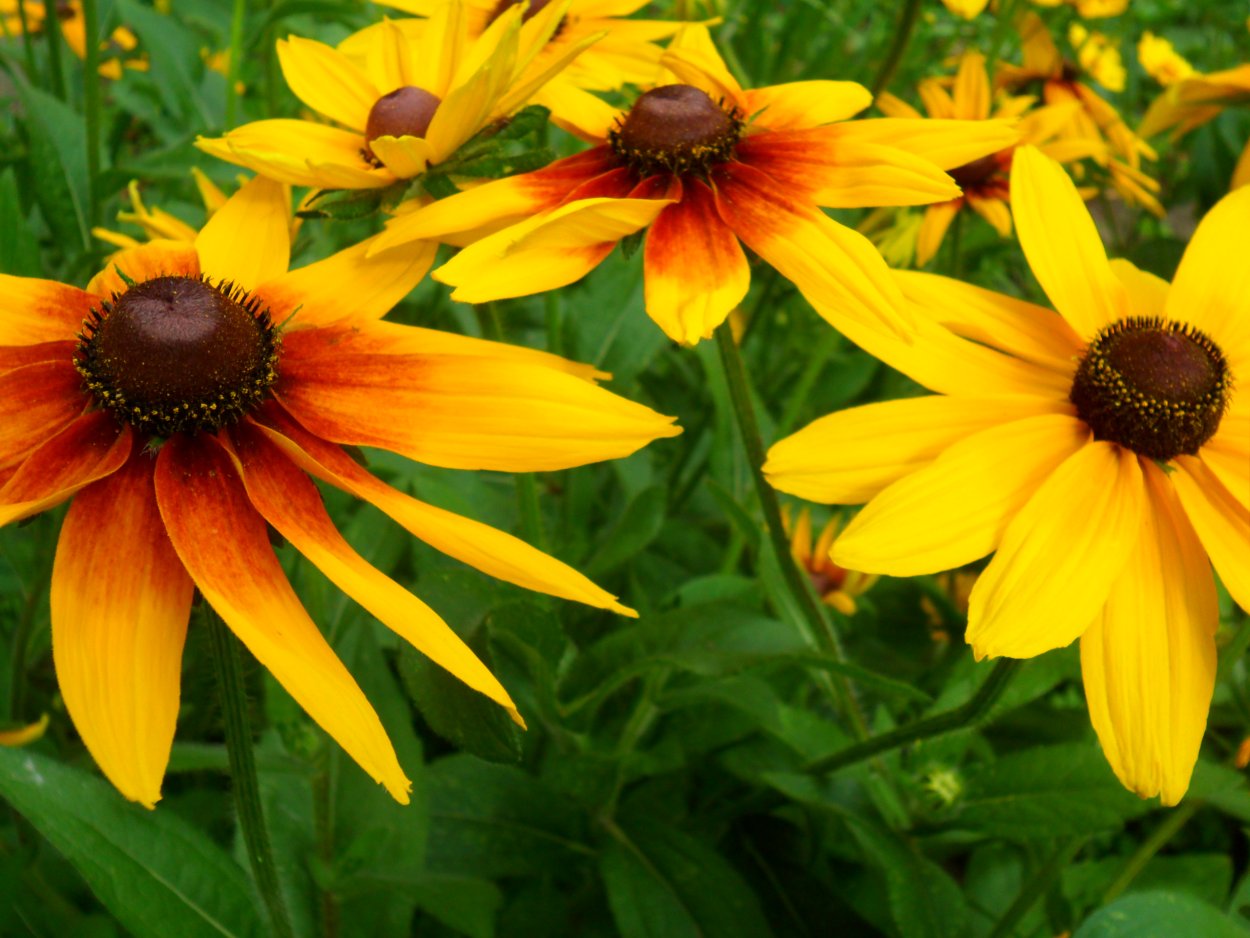 Рудбекия многолетняя волосистая