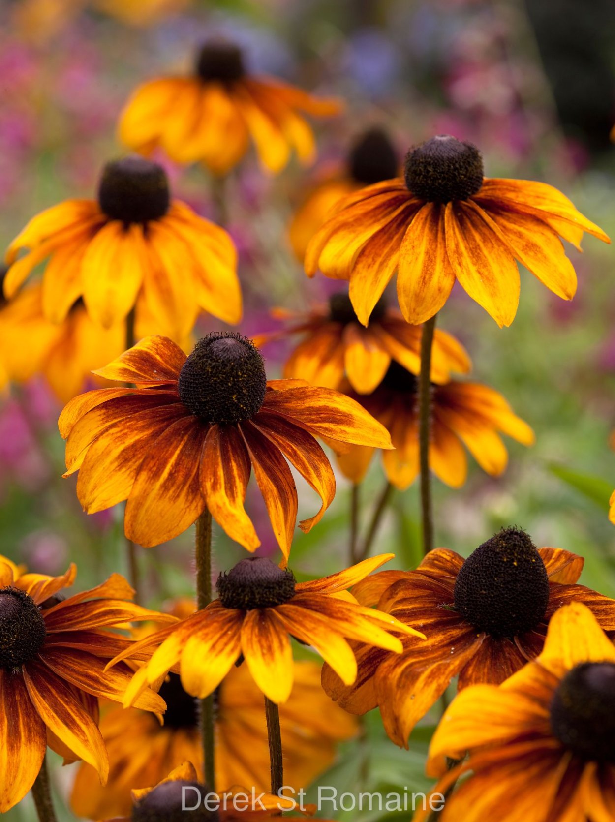 Рудбекия блестящая Goldsturm