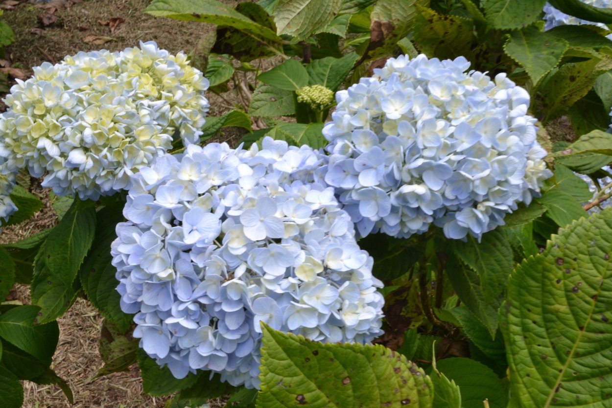 Гортензия нежно голубая