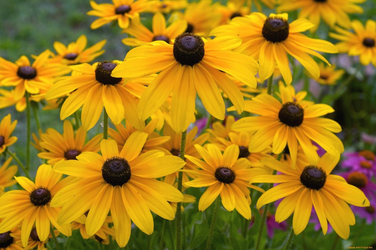 Рудбекия Амарилло Голд