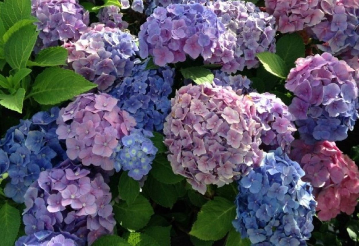 Гортензия синяя арт