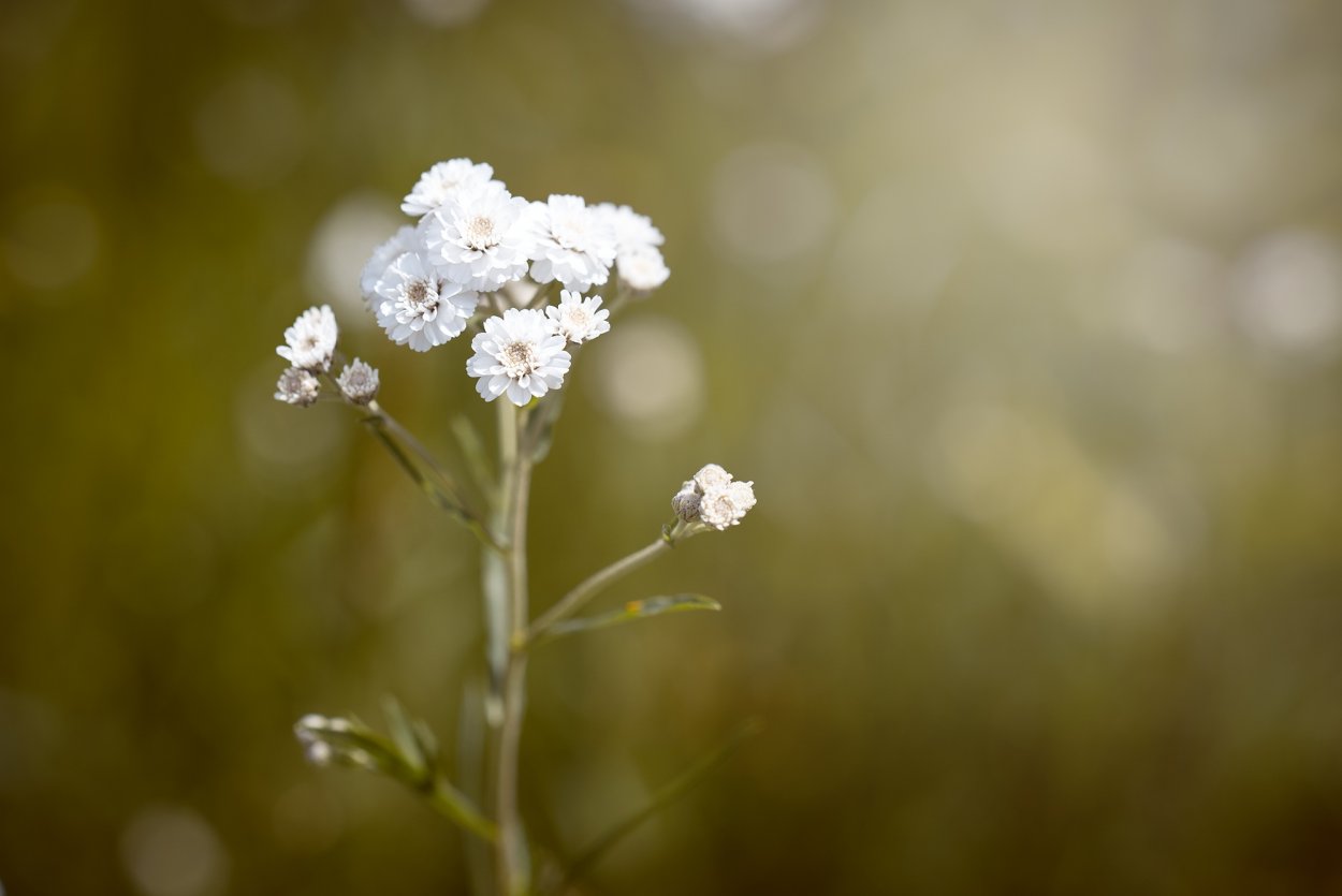 Ranunculus aconitifolius
