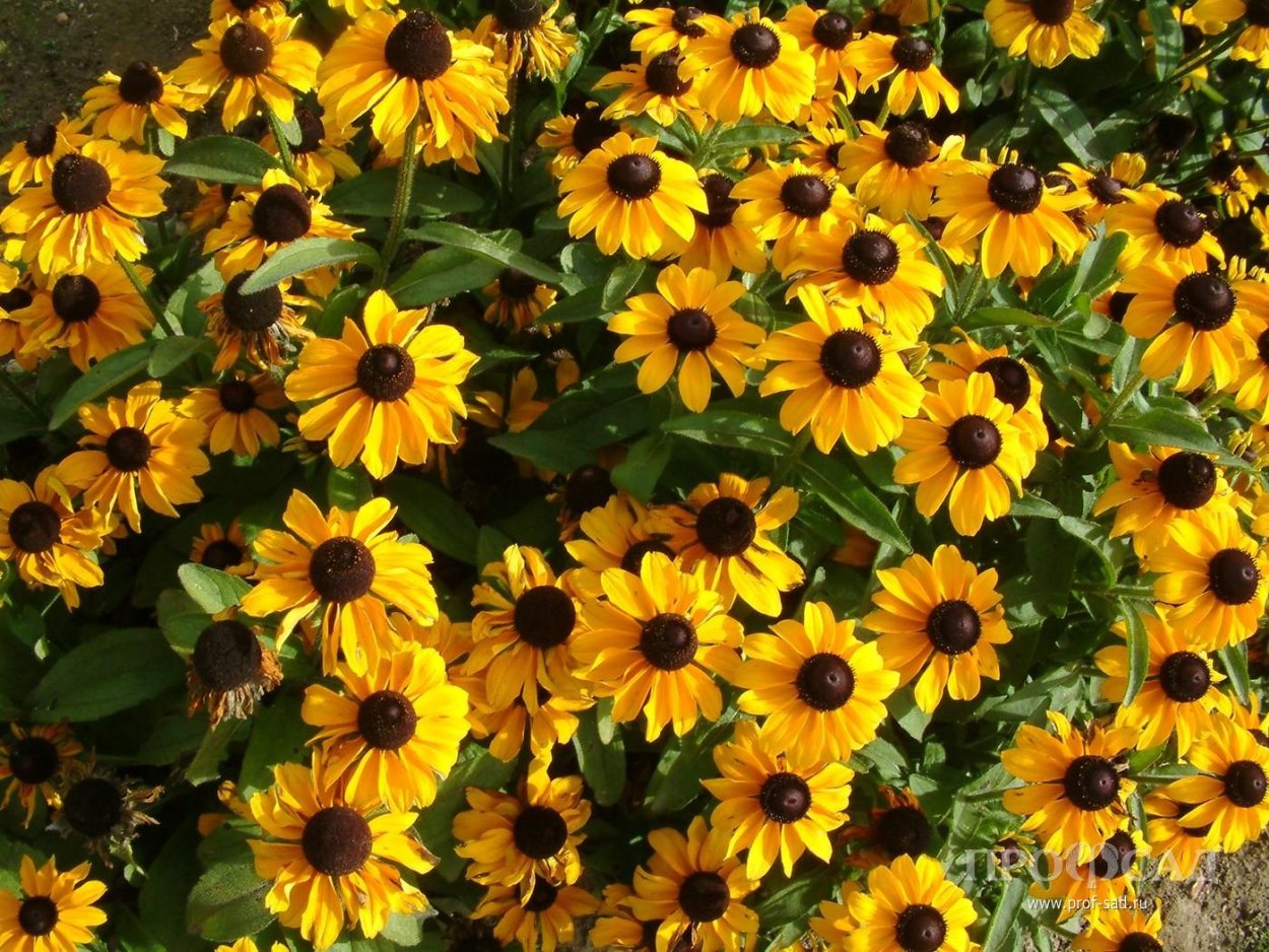 Рудбекия мелкоцветковая