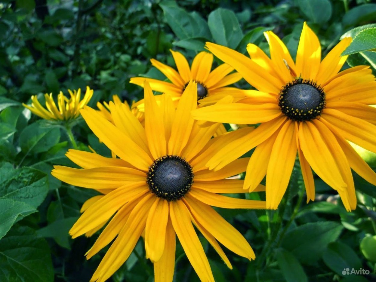 Рудбекия золотой шар