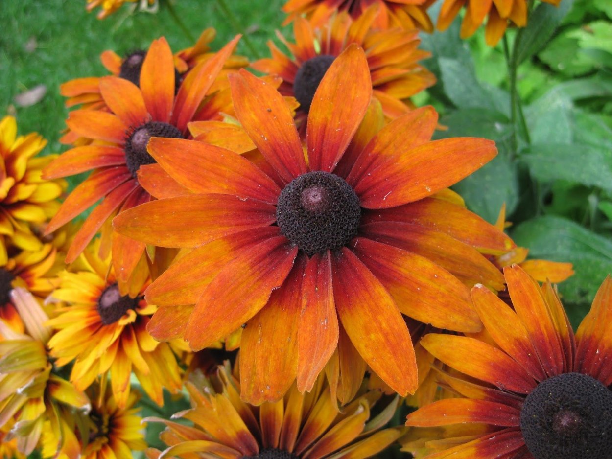 Рудбекия Хирта Глориоза Дэйзи