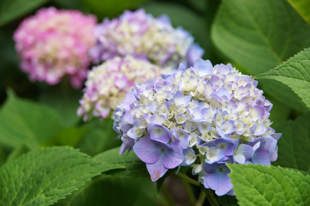 Гортензии на Бали