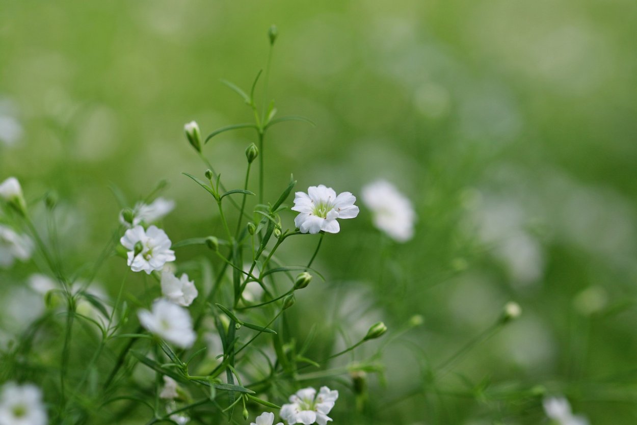 Круглые полевые цветы белые